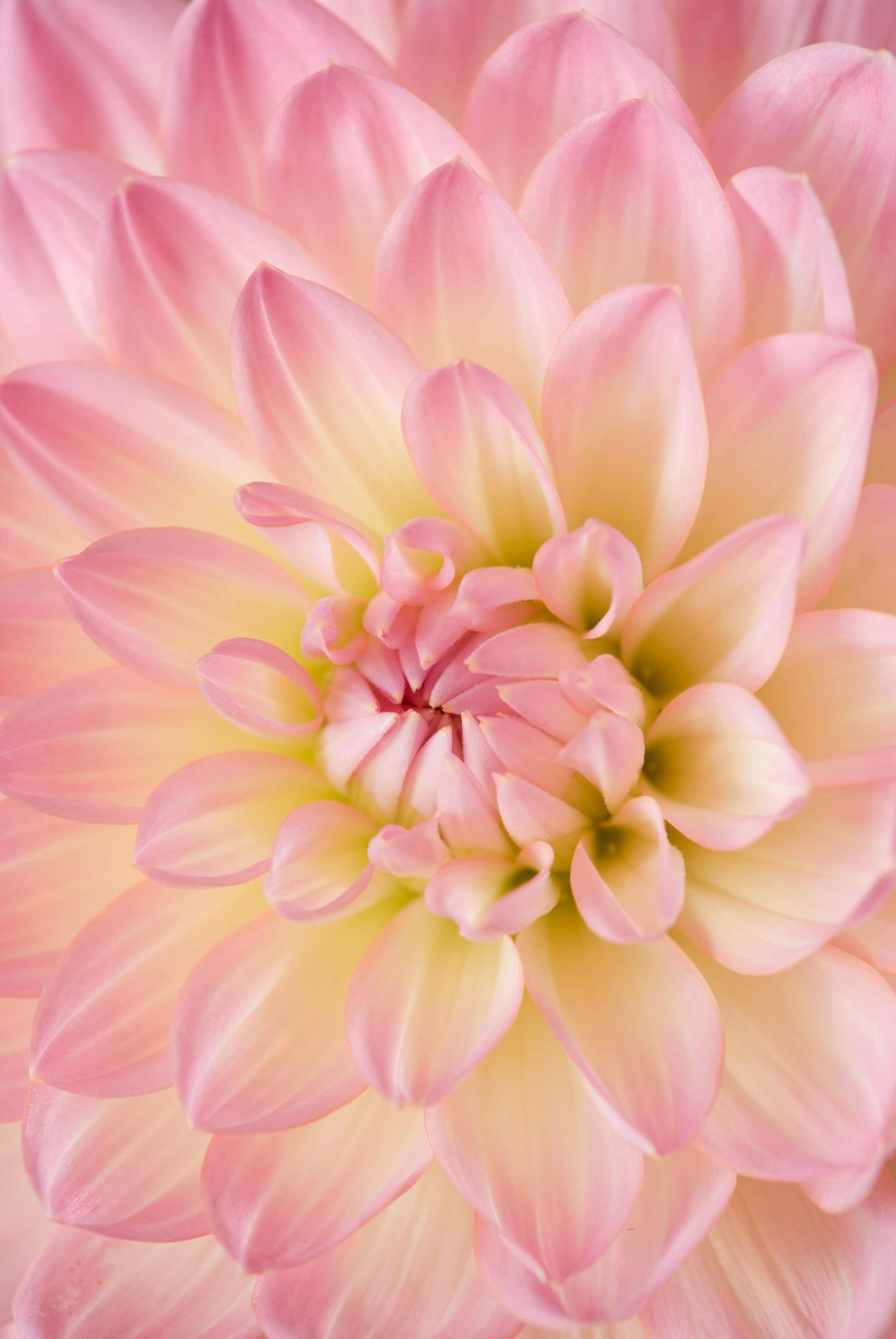 janine-joles-f0heeiu-Ec0-unsplash